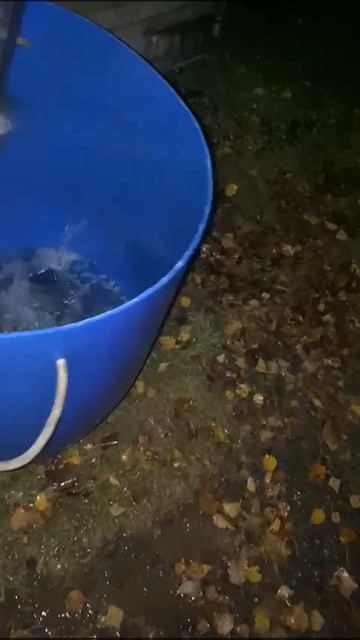 10-10-2025 привезли форель (ч.2)