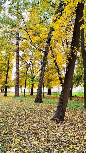 Можно любоваться вечно танцем золотой листвы