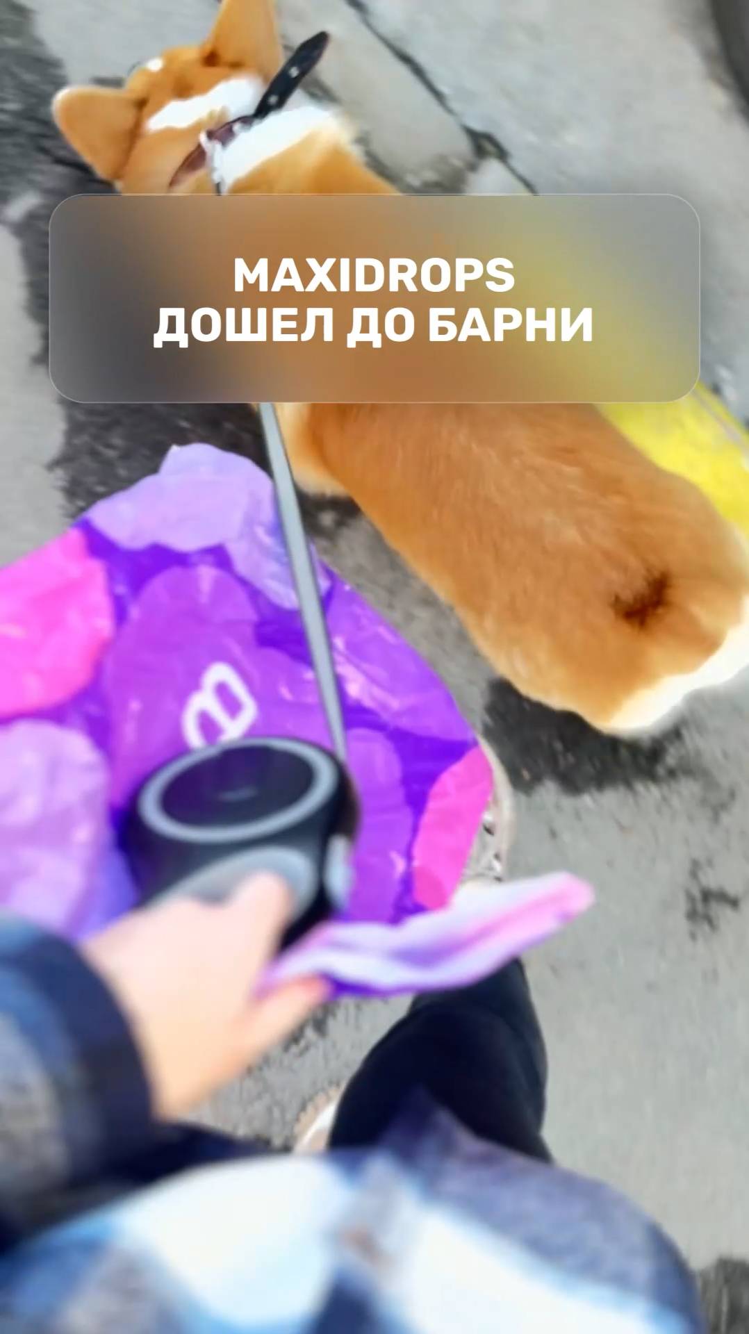 MaxiDrops дошел до Барни