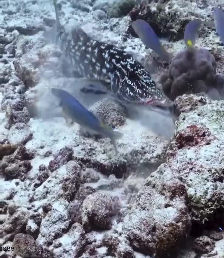 Удивительно, но император труба 🐠 способен менять свою окраску до неузнаваемости, словно это две...