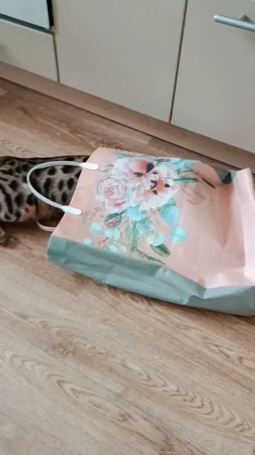 Ежедневный ритуал: проверка пакета на прочность. 🐆