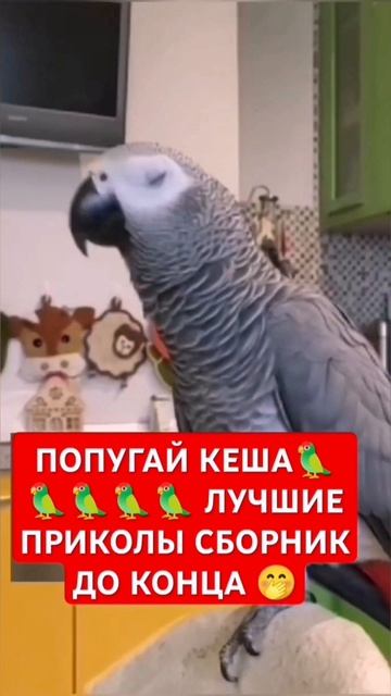 УМНЫЙ ПОПУГАЙ 🙃 СМЕХ ДО 86 СЕРИЯ 🤣