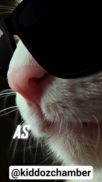 Mewssion Impawssible 😎🐈