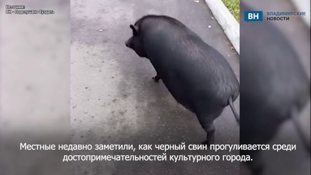 Местные удивлены по Суздалю гуляет черный свин