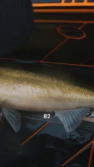 Погода - полундра! Зато какая рыба клюёт!