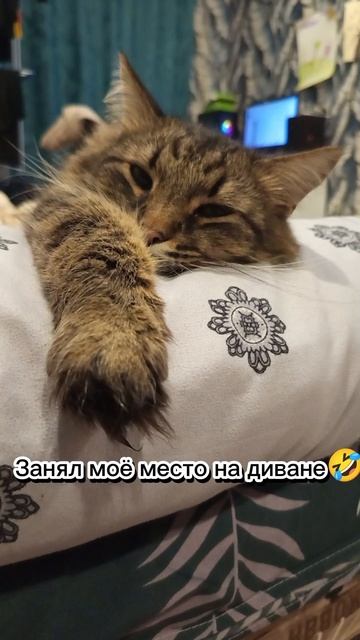 Тимка занял мое место на диване #леньтябрь #думалнепригодится #дыханиеосени #зверьвкадре
#кот #кошки