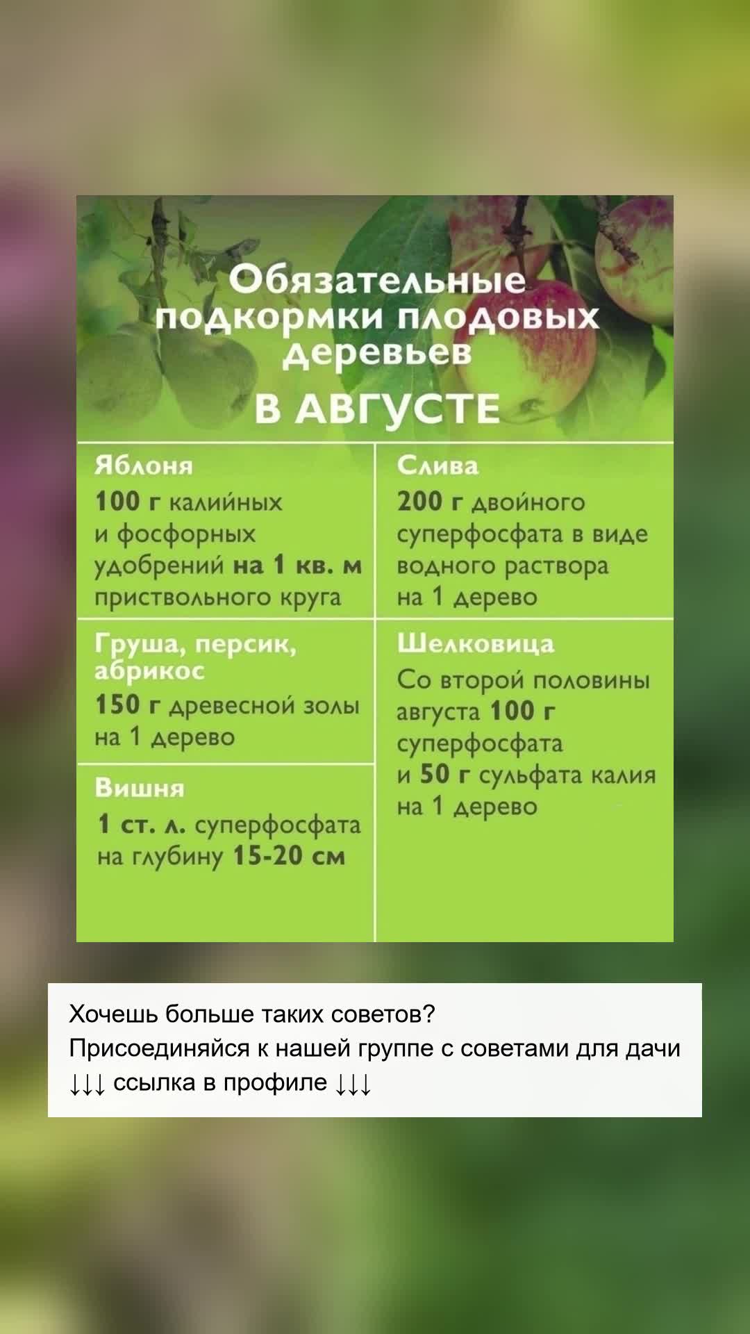 Как подкормить плодовые деревья в августе