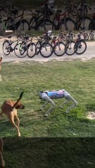 Роботособака_рад,_что_у_него_появились_друзья