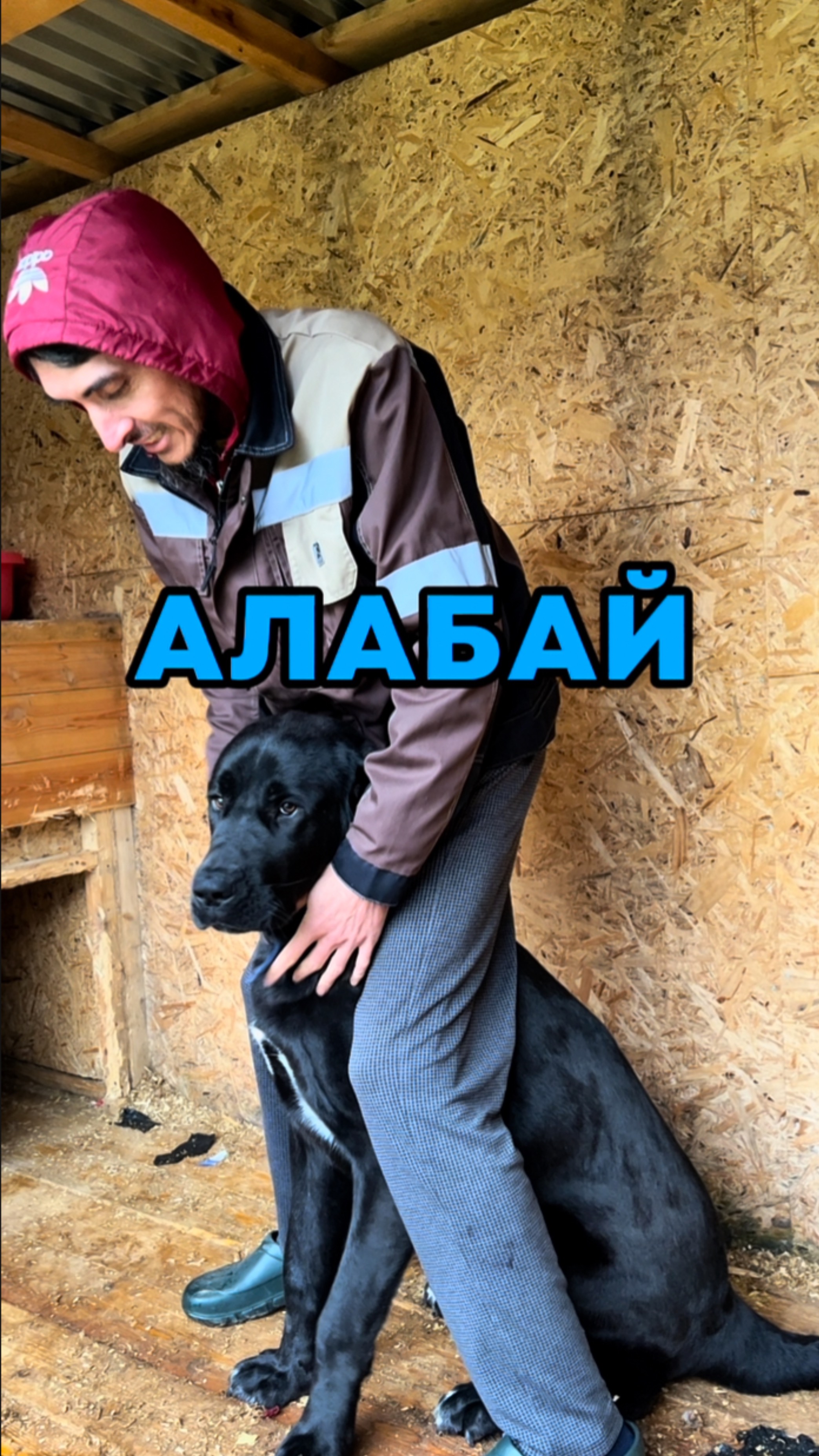 Алабай