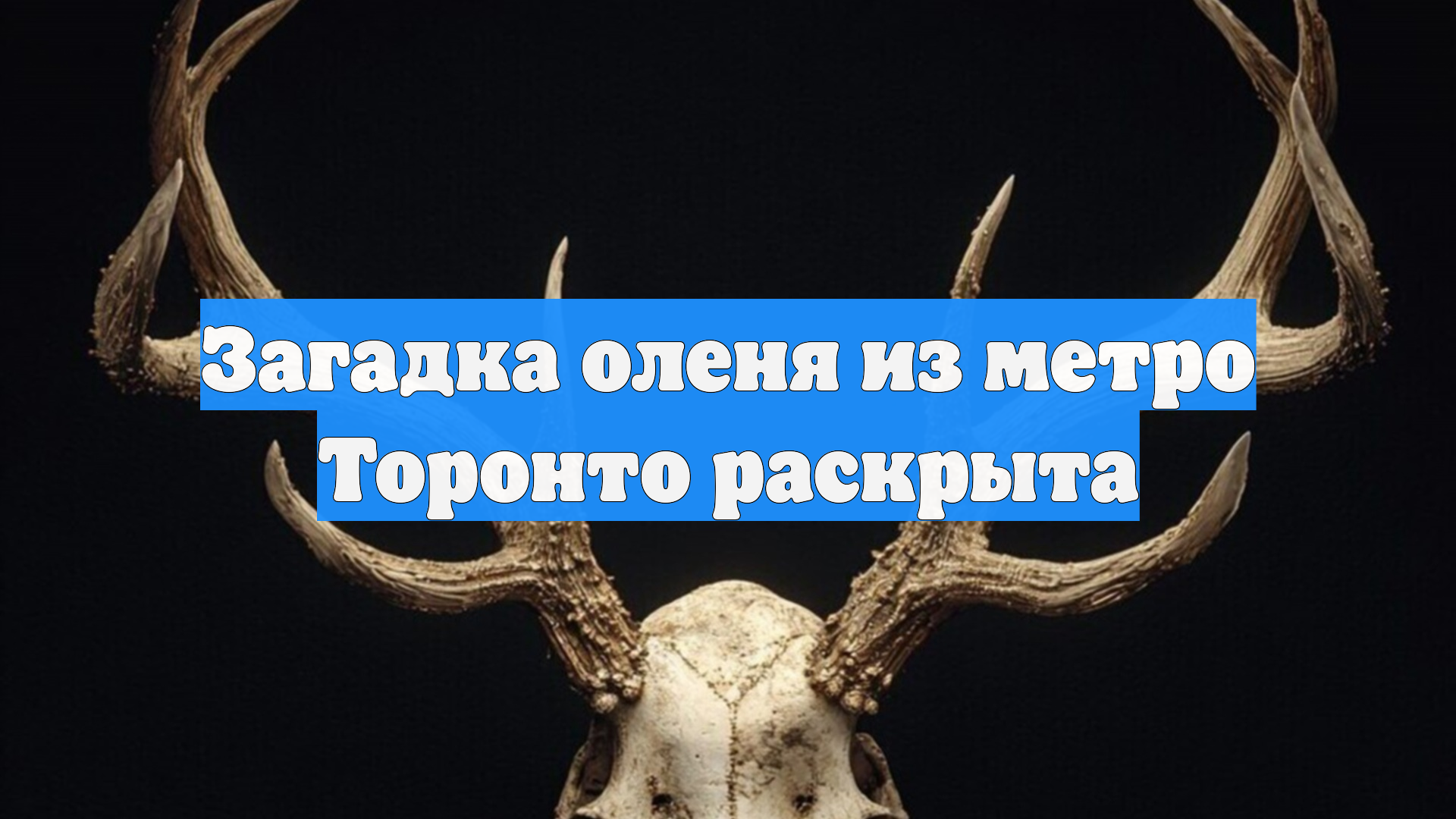 Загадка оленя из метро Торонто раскрыта