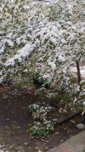 в Омске снег❄️