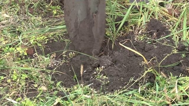 Как правильно выбрать саженцы плодовых деревьев?
