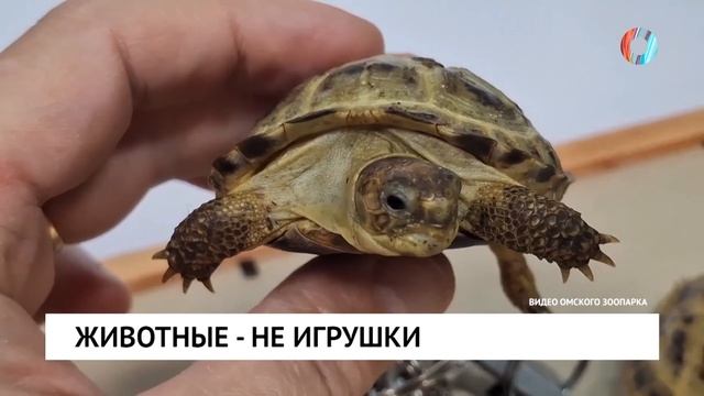 Животные - не игрушки
