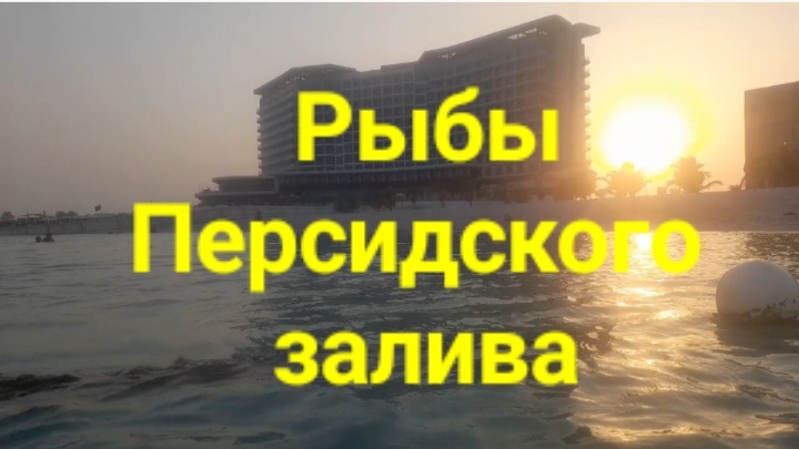 Рыбы Персидского залива.
