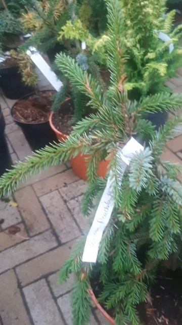 ❤🌲Ель Брунс сербская пендула
✔Продажа растений в телеграм канале:
Https://t.me/love_is_hvoiny_dvorik