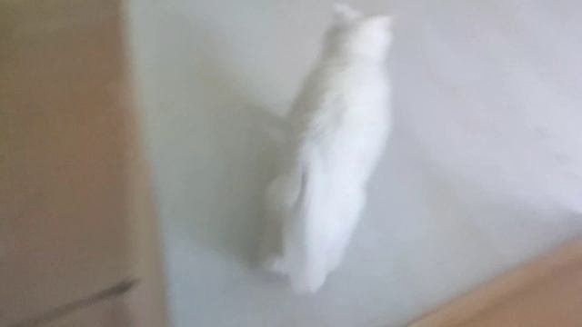 кот проходит полосу припятствеи́