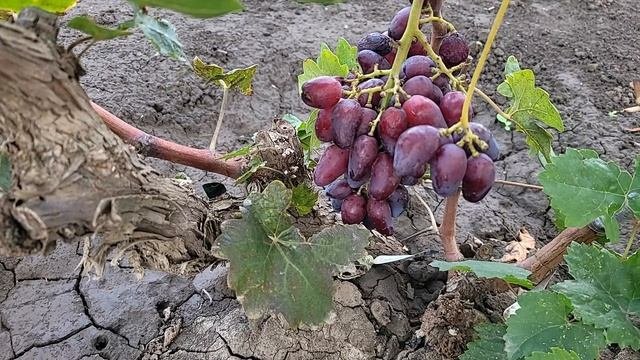 ГФ КРАСКИ ОСЕНИ!!! (Калугин В.М.) и небольшое ассорти.
ТЕЛ: 8989 538 12 89 (МАХ,ватсап).