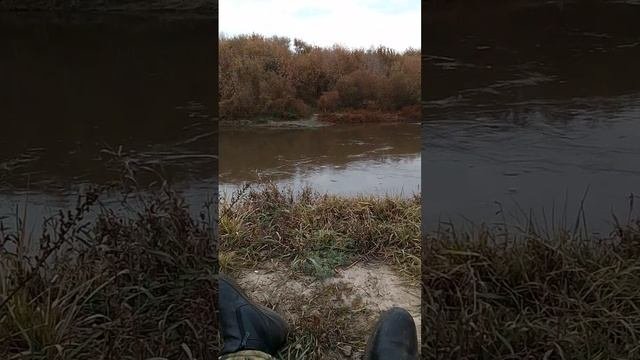 хотелось бы много 🌹