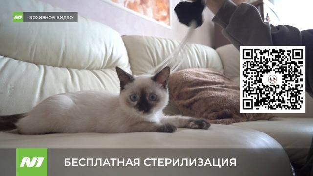 Кошек и собак стерилизуют в дополнительный льготный день. Нижневартовск