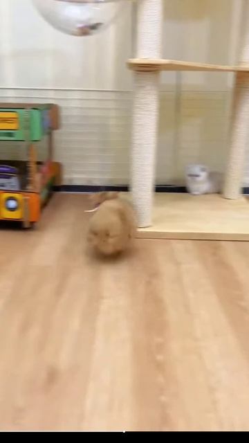 Котики 2025.