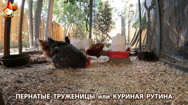 Куриная рутина – что делают куры на выгуле 😂 эпизод (21)