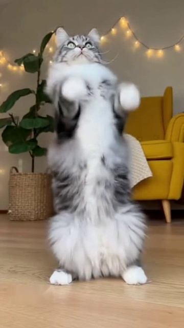 Кот-танцор