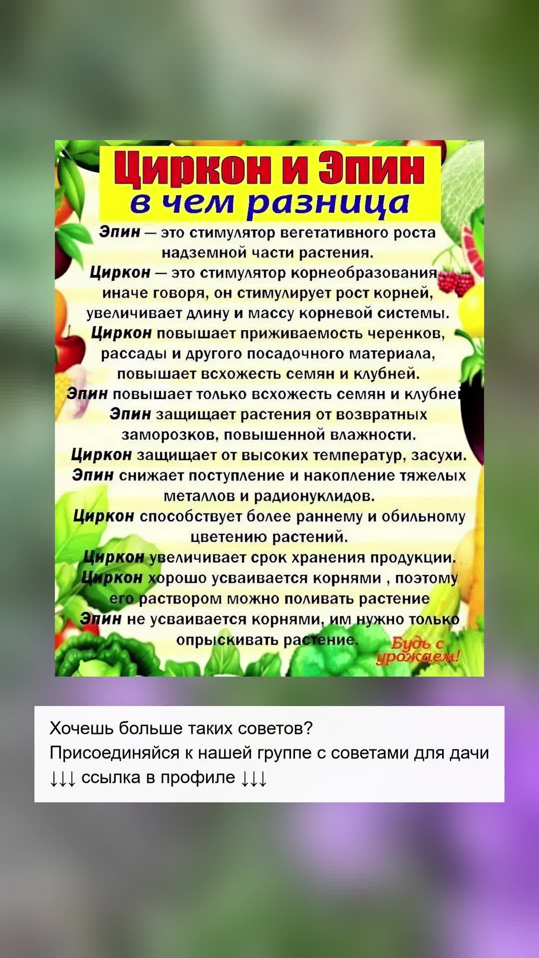Циркон и Эпин: Какие различия?
