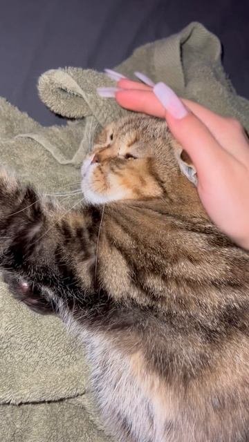 Милая шотландская вислоухая кошечка 🐱