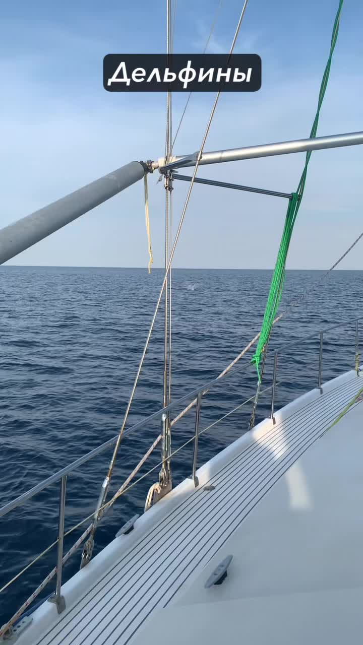 Дельфины. Их почему-то в этих водах очень мало.