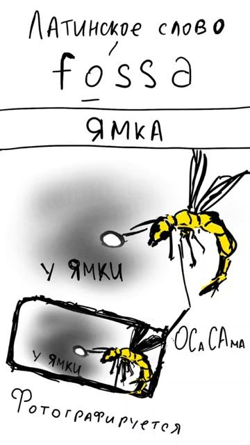 fossa запоминалка латинского слова от Бромедика