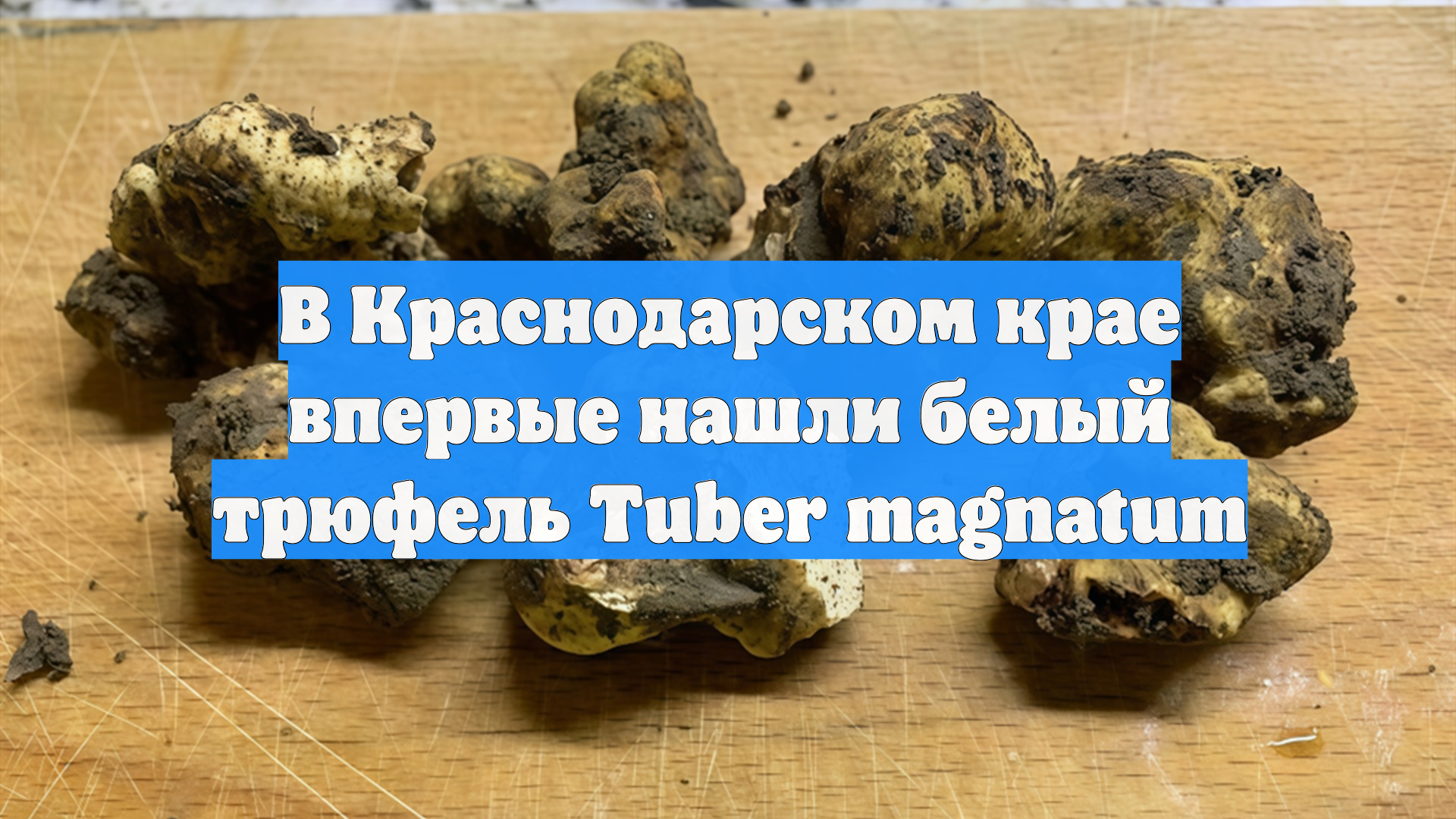 В Краснодарском крае впервые нашли белый трюфель Tuber Magnatum