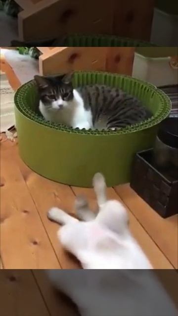 Убедительный аргумент