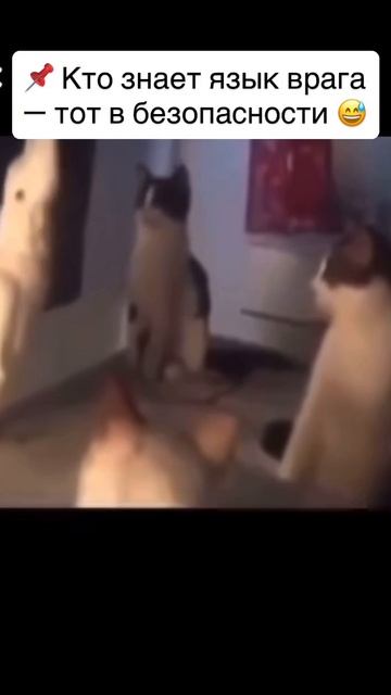 Урок- иногда достаточно говорить на языке противника, чтобы обезоружить его 😉 смешные видео, юмор