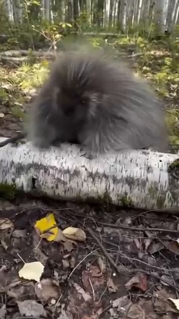 Маленький дикобраз 🥰😘👌😍❤️🤩