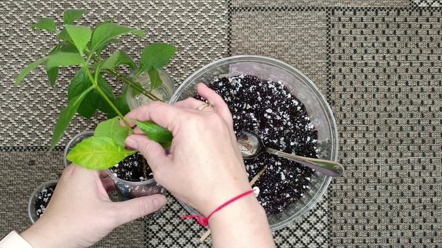 Клеродендрум угандийский. Размножение черенками