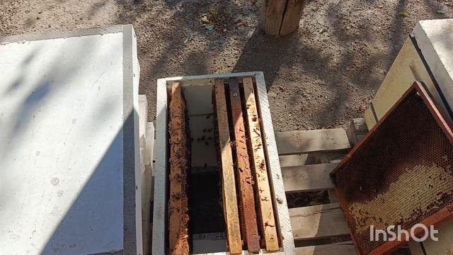 Обнаружил маточник , матка есть.
