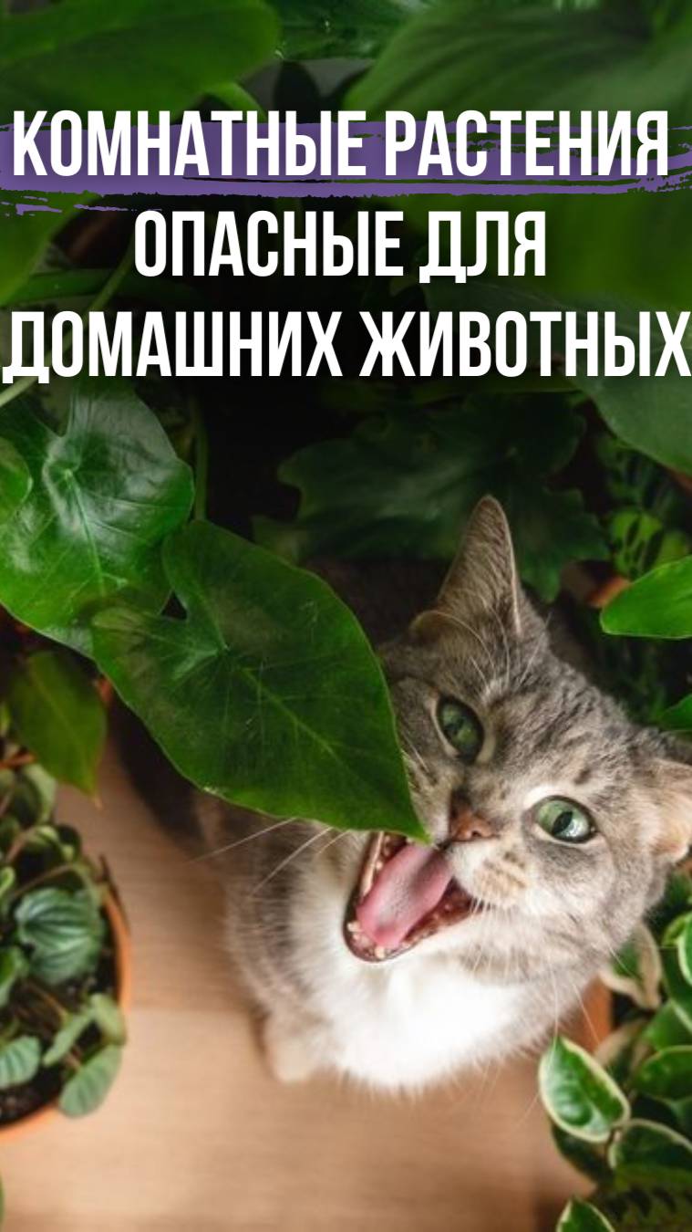 ⚠️ Комнатные растения опасные для домашних животных
