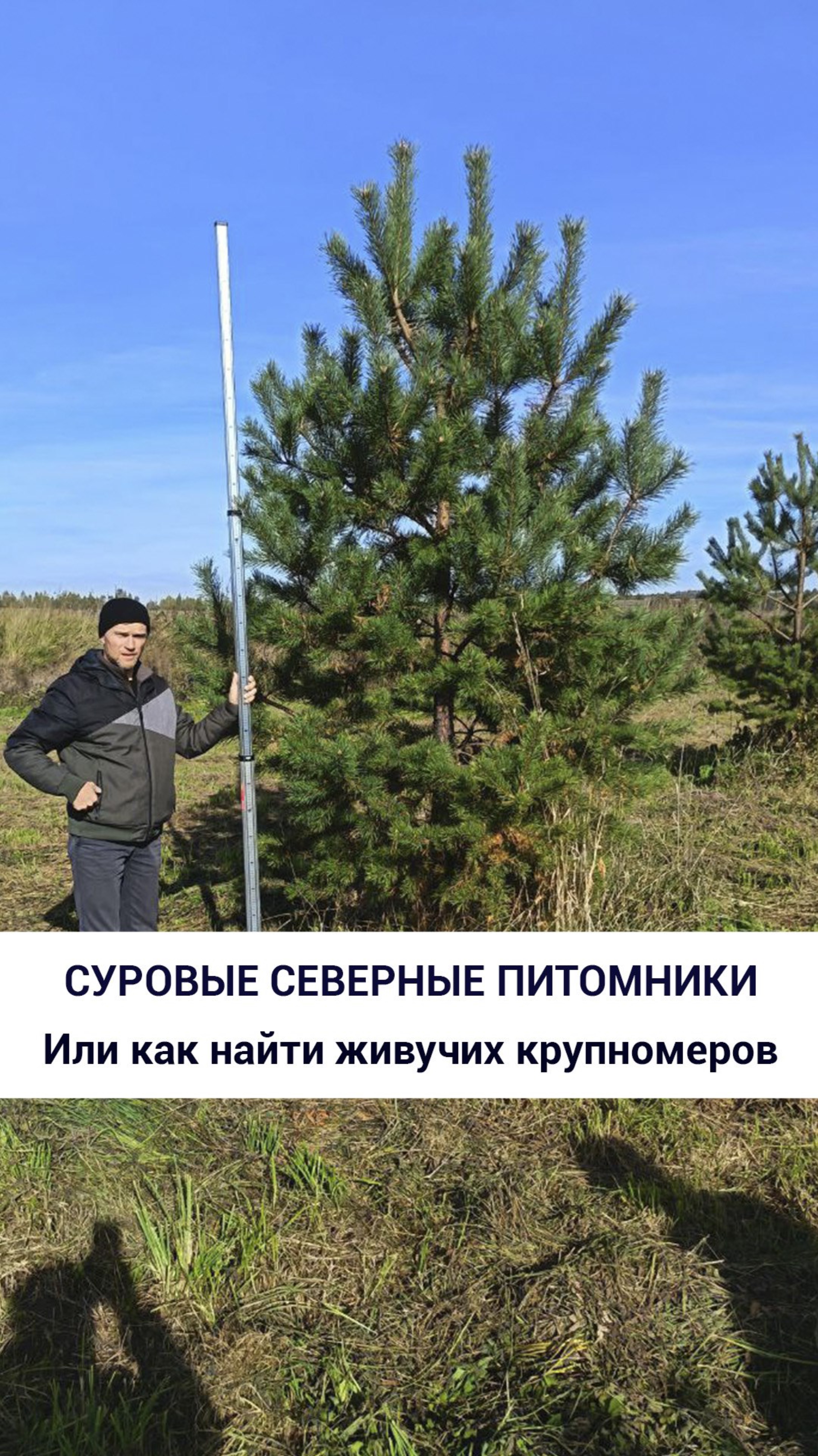 Суровые северные питомники