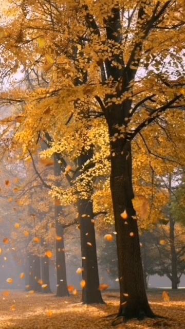 Petal_20251010_134042.mp4
Осень. Н. Некрасов.