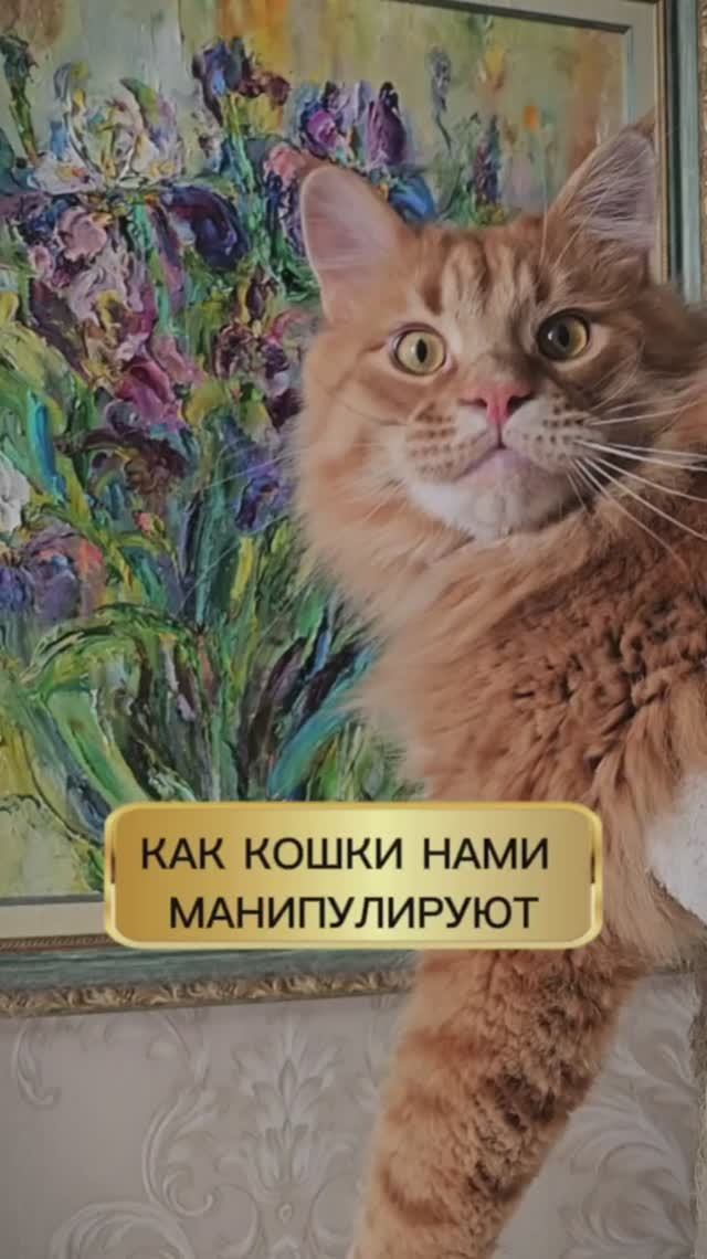 Как котики нами манипулируют
