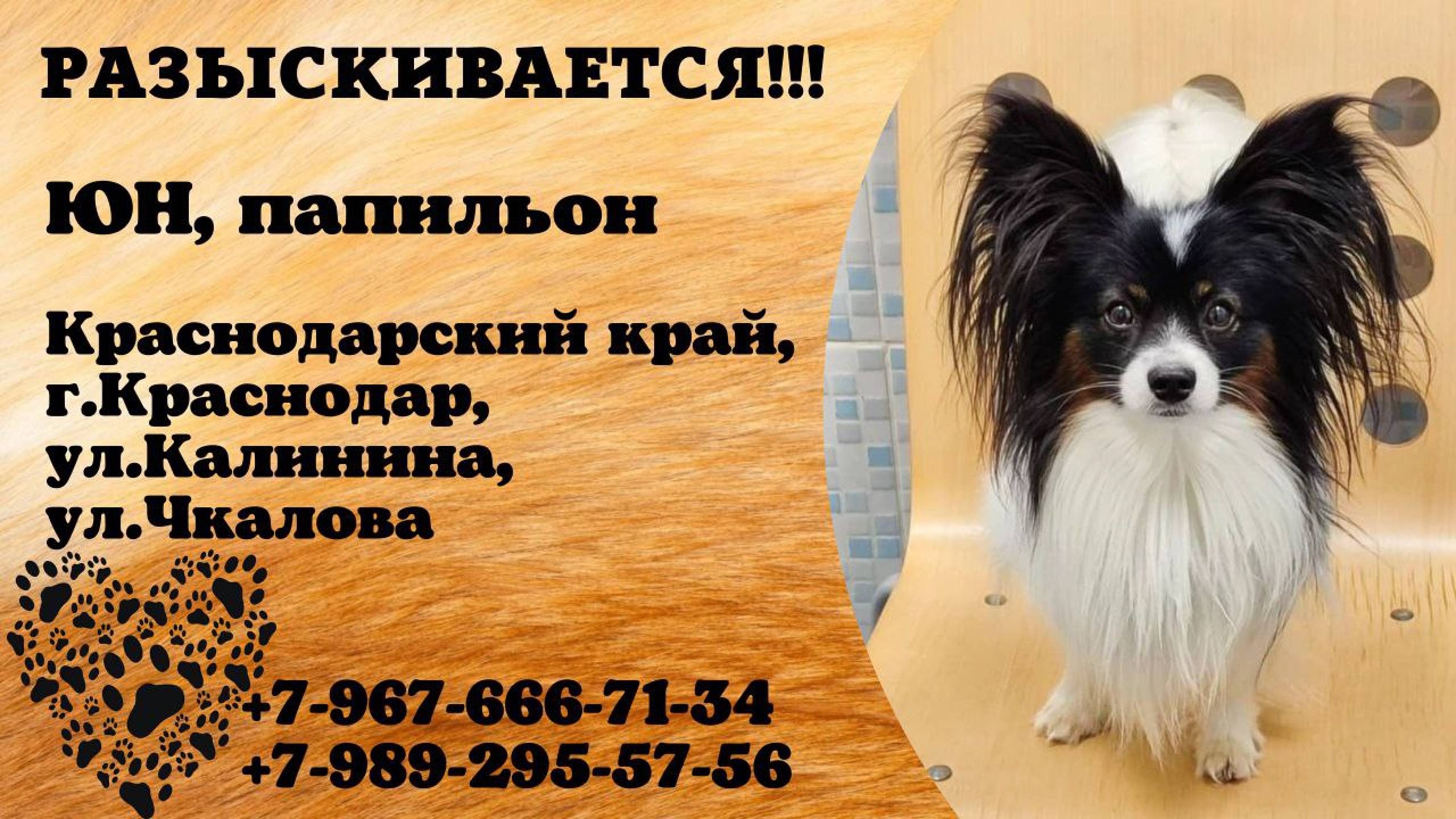 Пропала собака! ЮН. Папильон. Краснодарский край,  г.Краснодар