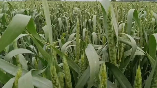 Это моя жизнь 🌾🌾🌾☀️