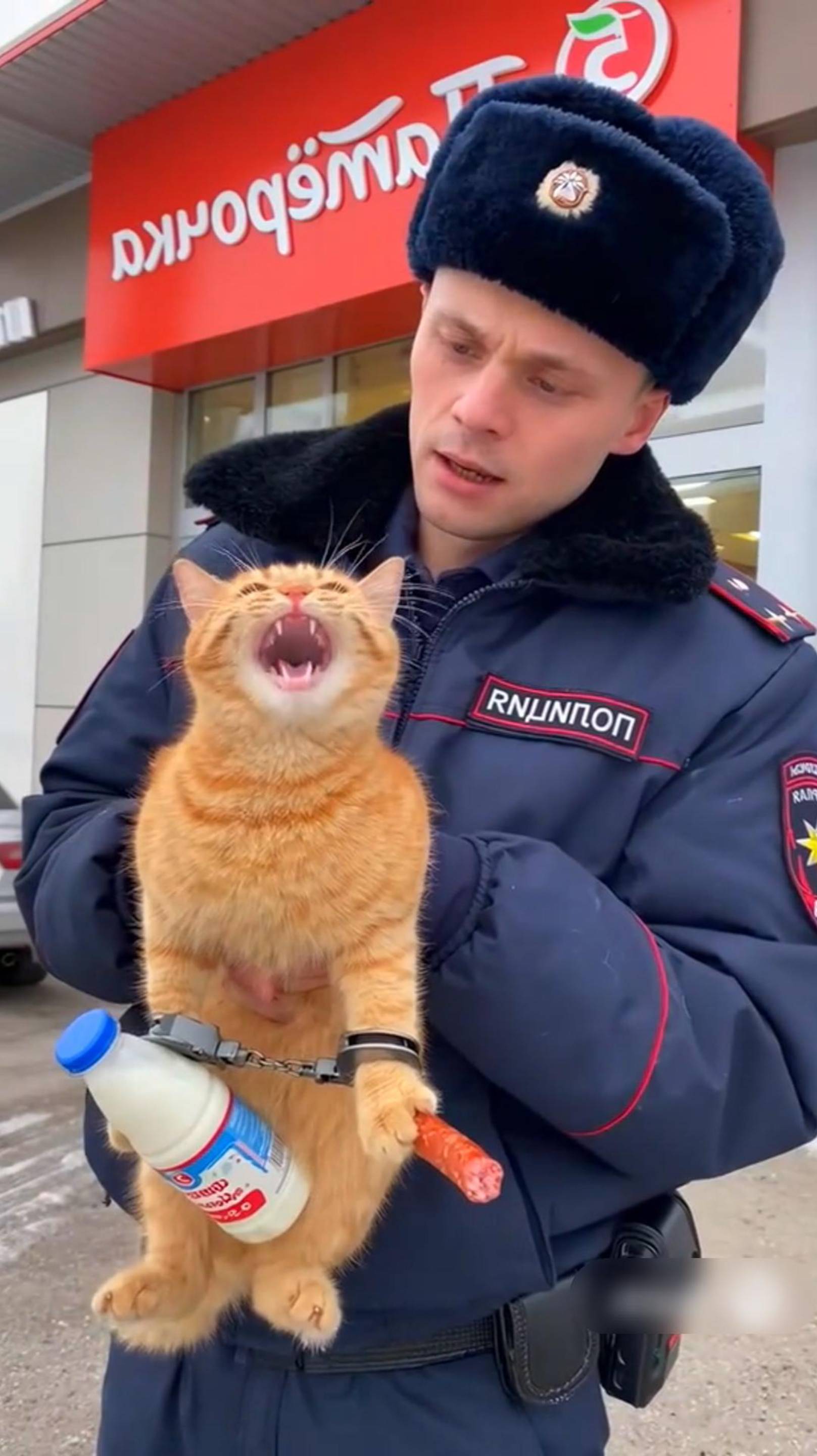 Котяра обнаглел 🙀 Полмагазина на Уши поднял! 😂