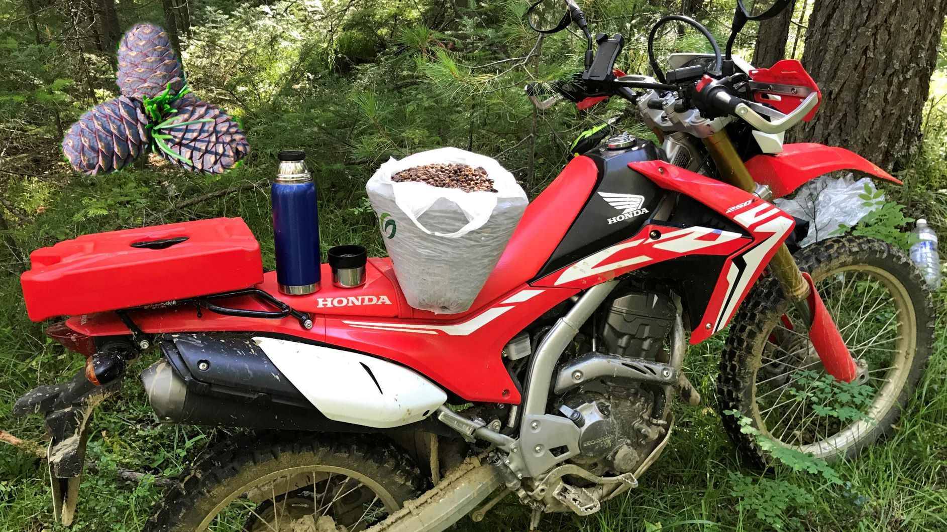 За кедровым орехом на CRF 250L