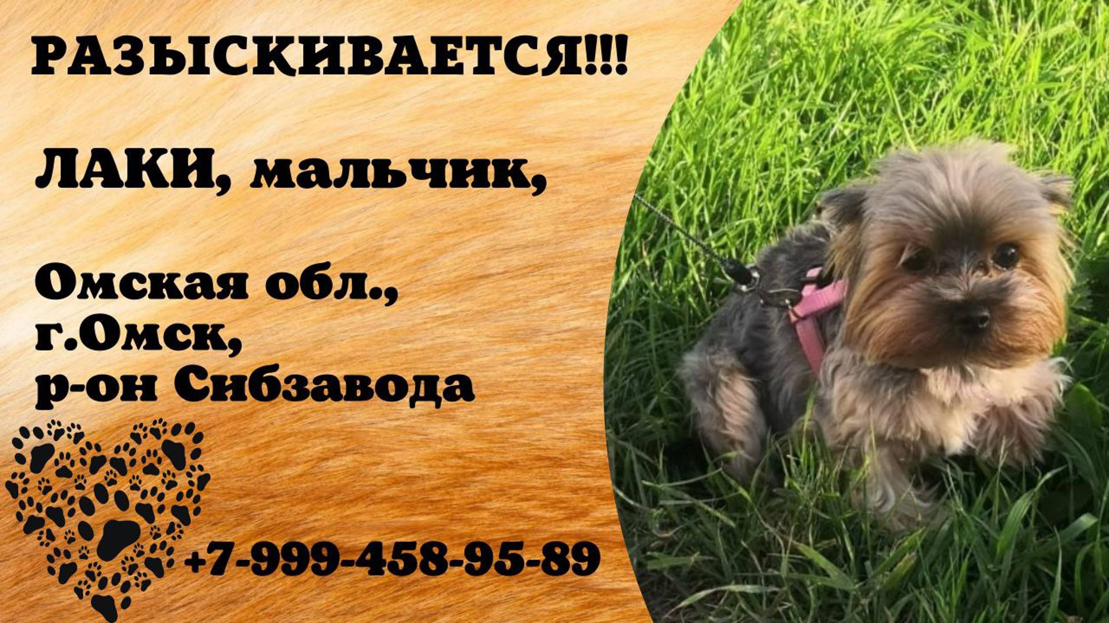 Пропала собака! ЛАКИ. Мальчик. Омская обл, г.Омск