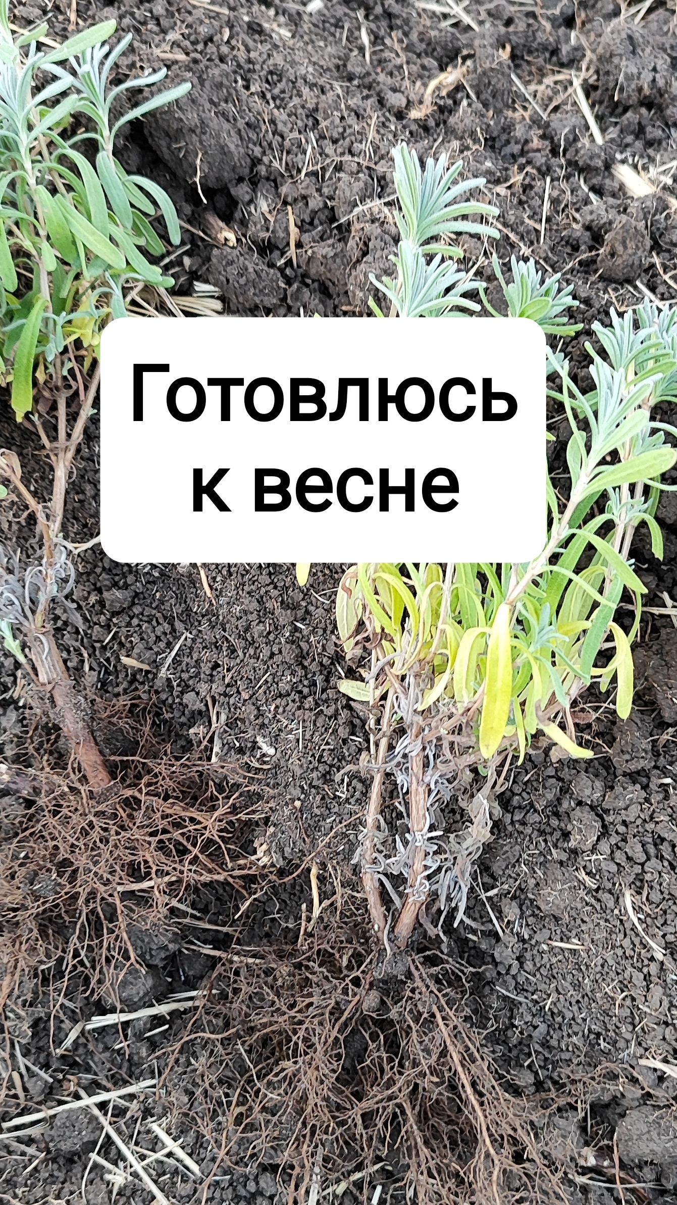 Посадка лаванды