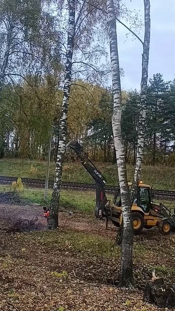 валка деревьев трактором ШАС
