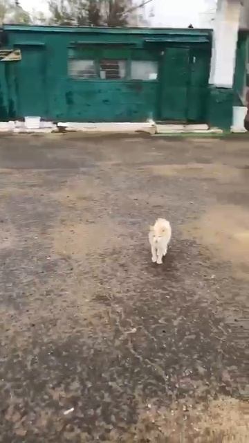Волгоград Советский район , УМИРАЕТ СОБАКА! СОС 🆘🆘🆘🆘🆘🆘🆘🆘🆘🆘🆘  ЭТО НА КЛАДБИЩЕ!