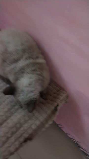 Я на выставке котиков у нас в Волгодонске