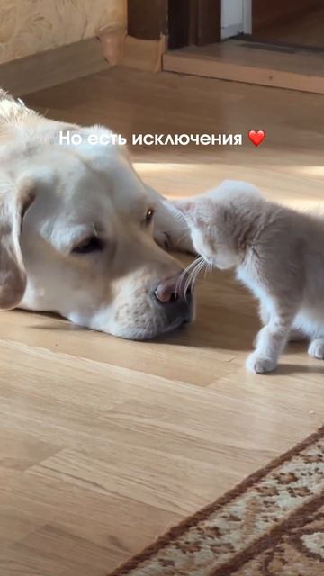 Милое исключение 😇